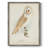Barn Owl Framed Print - Solid Wood