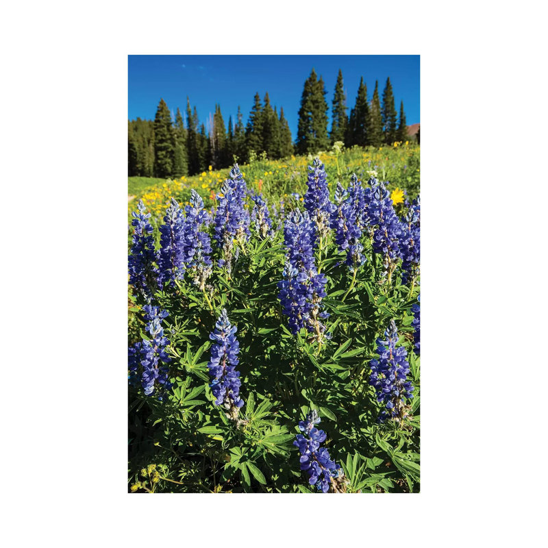 Purple Wildflowers Growing In A Field, Crested Butte, Colorado, USA - Wrapped Canvas Print, 20.32 cm H x 30.48 cm W
