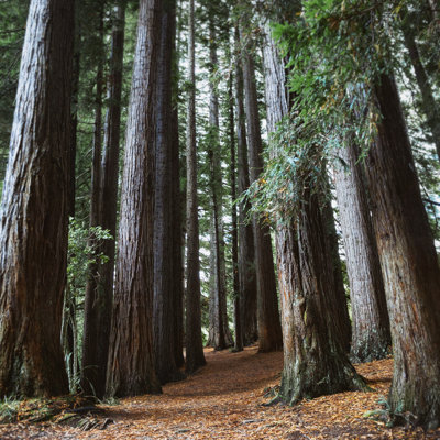 Redwoods Forest 1 Piece Wrapped Canvas Wall Art