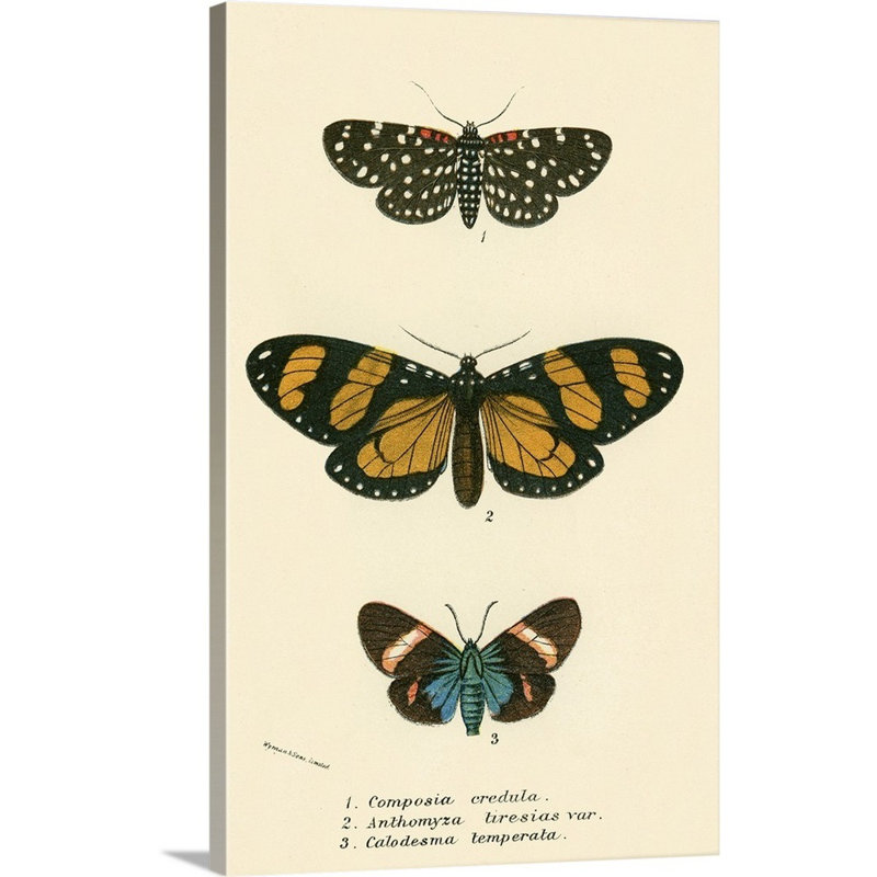 " Butterflies " by English School, Wrapped Canvas, 18" H x 12" W x 1.25" D