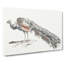 Illustration of a Peacock by Johan Teyler - Wrapped Canvas-55359984