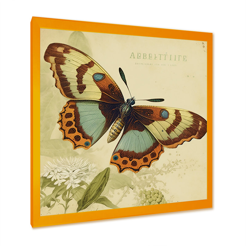 «Annele Vintage Illustration Of Butterfly IV», reproduction sur toile, H 24 po x l 24 po x P 1 po