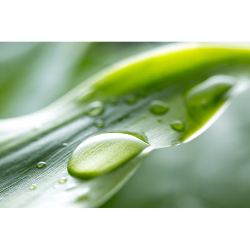 Leaf with Rain Drop by Bernie_Photo, 20" H x 30" W