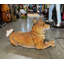 Statue Shiba Inu grandeur nature