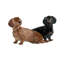 Salt And Pepper - Dog - Dachshund
