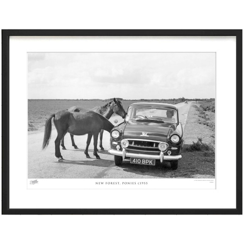 New Forest, Ponies C1955 by Francis Frith - Single Picture Frame Print, 28cm H x 36cm W x 2.3cm D