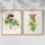 «Pretty Pink Botanicals III», reproduction encadrée de qualité supérieure - prête à être accrochée - aucun clou requis - aucun clou requis-1539855510-1539855509