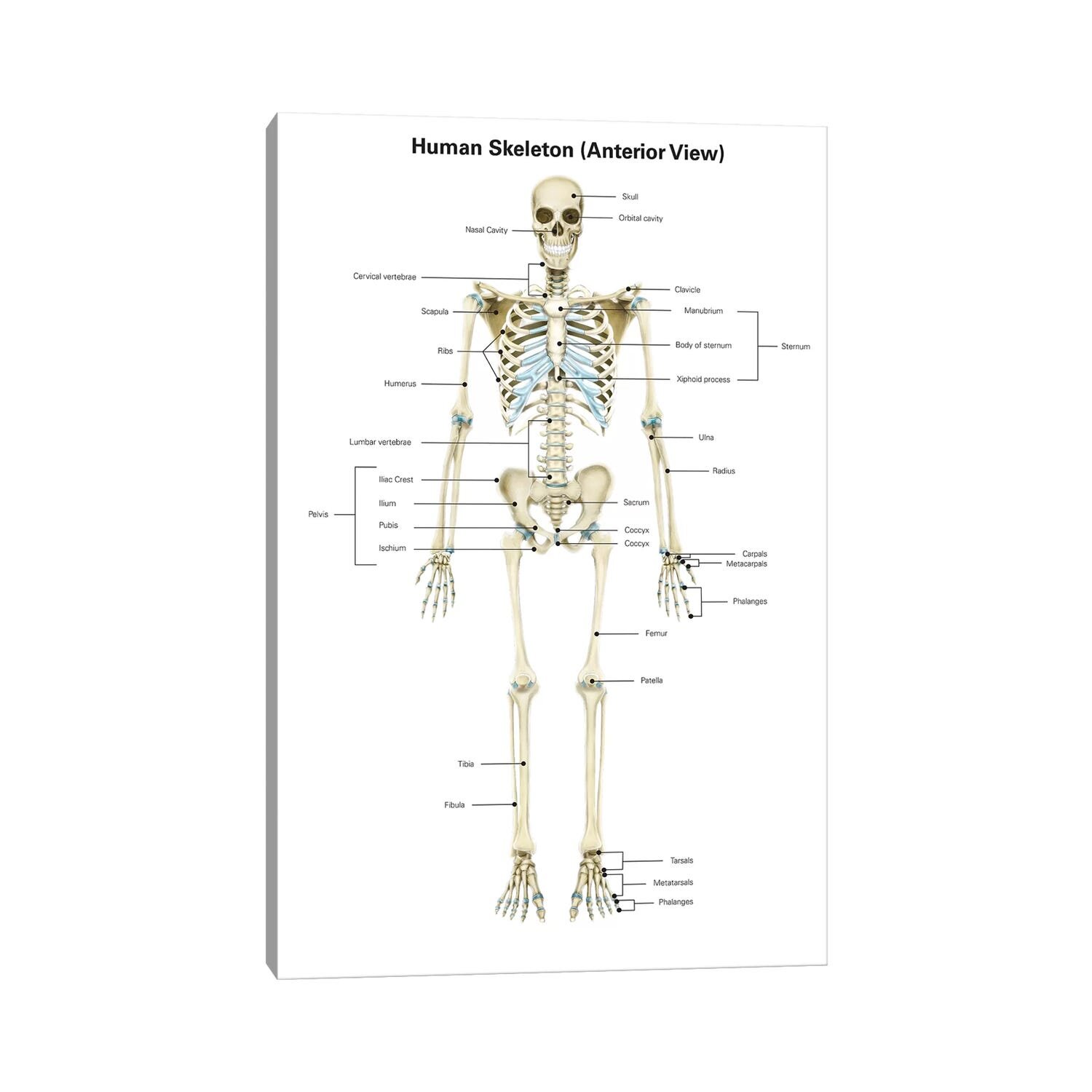 Bones of the pelvic girdle. skeletal system Wall Art, Canvas Prints, Framed  Prints, Wall Peels