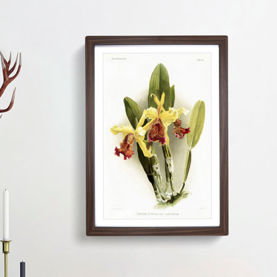 Magnolia Flowers Illustration Tab.80 by Frederick Sander - Picture Frame Art Print