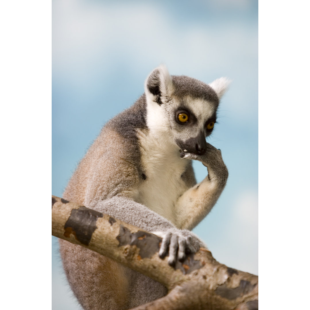 Denkender Lemur, der auf einem Ast ruht von Yingyang0 - Leinwand Kunstdrucke