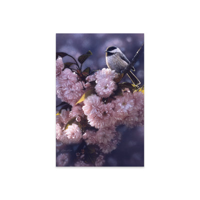 " Black-Capped Chickadee In Spring Pink " by Collin Bogle