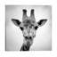 Giraffe 1 Piece Wrapped Canvas Wall Art-1023056949