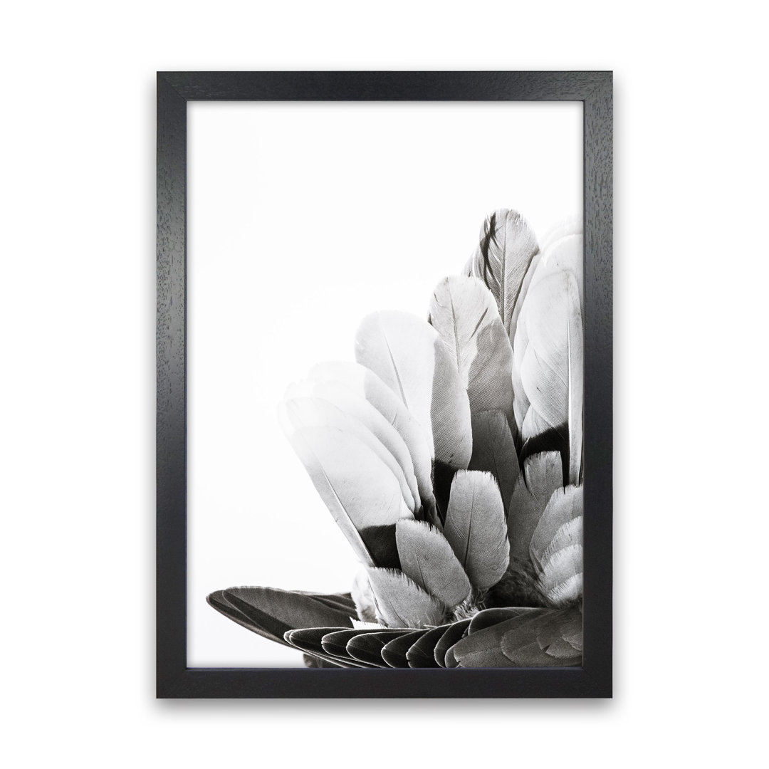 Feathers by Victoria Frost - Single Piece Picture Frame Photograph Print on Paper