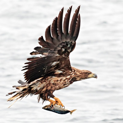 Hunting Eagle by Rusm