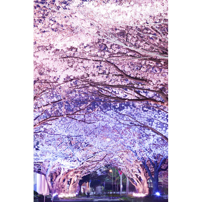 Cherry Trees At Evening - Wrapped Canvas Print, 122cm H x 81cm W