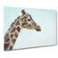 Giraffe Profile - Wrapped Canvas Painting-56658882