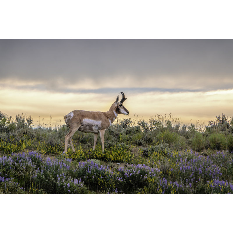 Pronghorn Antelope - Wrapped Canvas Print, 30cm H x 46cm W