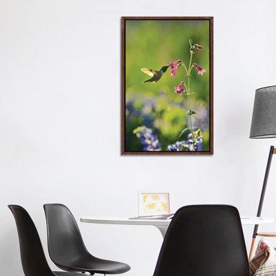 Black-chinned Hummingbird Male Feeding, Hill Country, Texas, USA by Rolf Nussbaumer - Gallery-Wrapped Canvas Giclée on Canvas