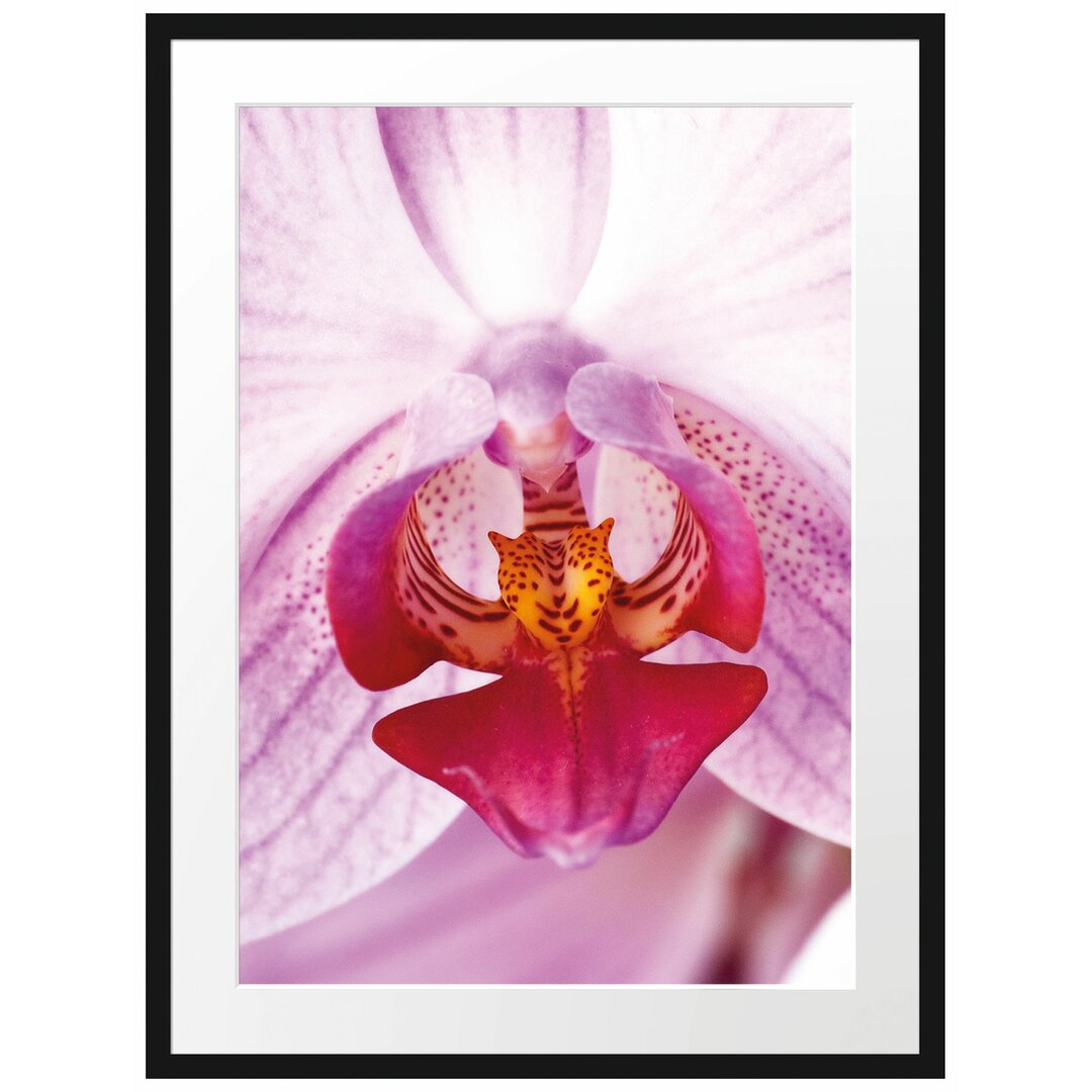 Gerahmtes Poster Schöne Orchidee