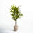 68'' Faux Dracaena Tree in Ceramic Planter