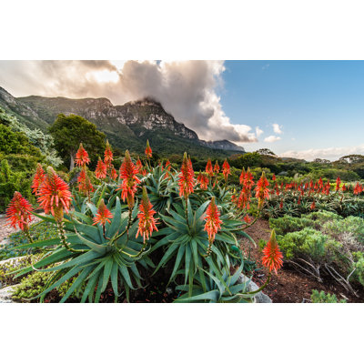 Beautiful Flowering Aloes by Julian Parsons - Wrapped Canvas Print