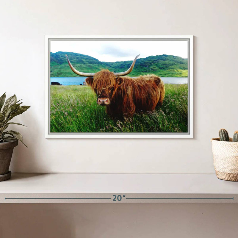 Vache Highland, Cadre flottant blanc, 13 po x 9 po