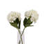 Anastasija Arrangement