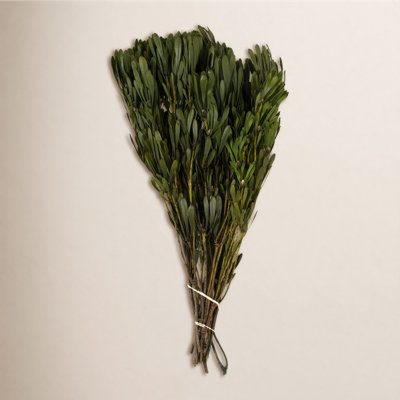 18'' Plant