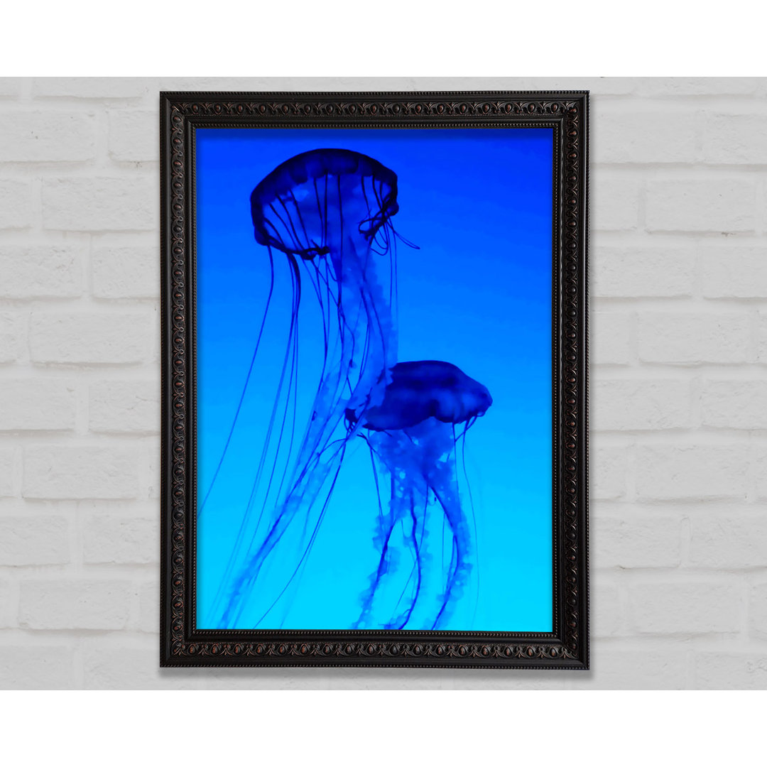 Jellyfish Duo - Druck