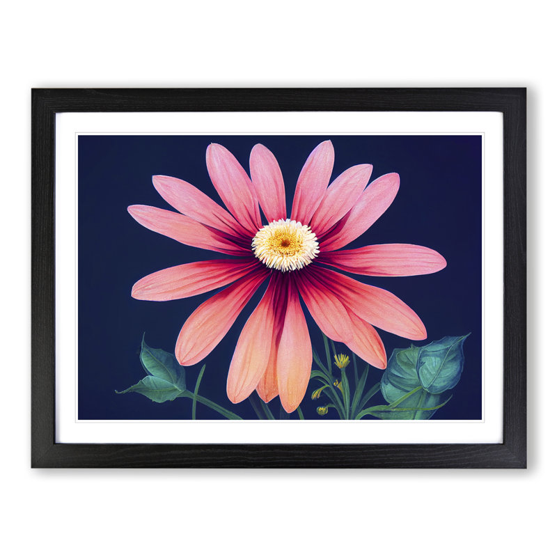 Fine Daisy Flower - Single Picture Frame Painting, Black, 46cm H x 64cm W x 2cm D