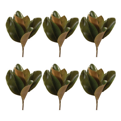 Magnolia