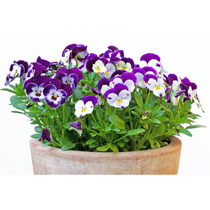Horned Violet by HaraldBiebel - Wrapped Canvas Print, 30cm H x 46cm W