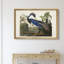 Louisiana Heron - reproduction d'art sur toile-143757992-143757993