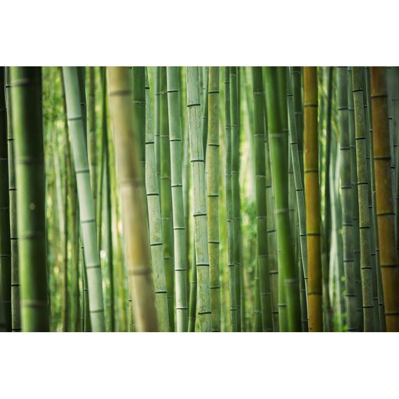 Bamboo Grove by 35007 - No Frame Art Prints on Canvas, 51cm H x 76cm W