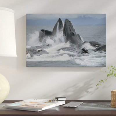 " Humpback Whale Cooperative Gulp Feeding On Herring School, Southeast Alaska "