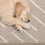 Tapis beige crème Kempst-371454556