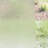 Plants & Flowers Non-Wall Damaging Window Decal-789758532