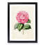 Illustration of a Pink Garden Rose - Picture Frame Painting Print-55579296-55579297