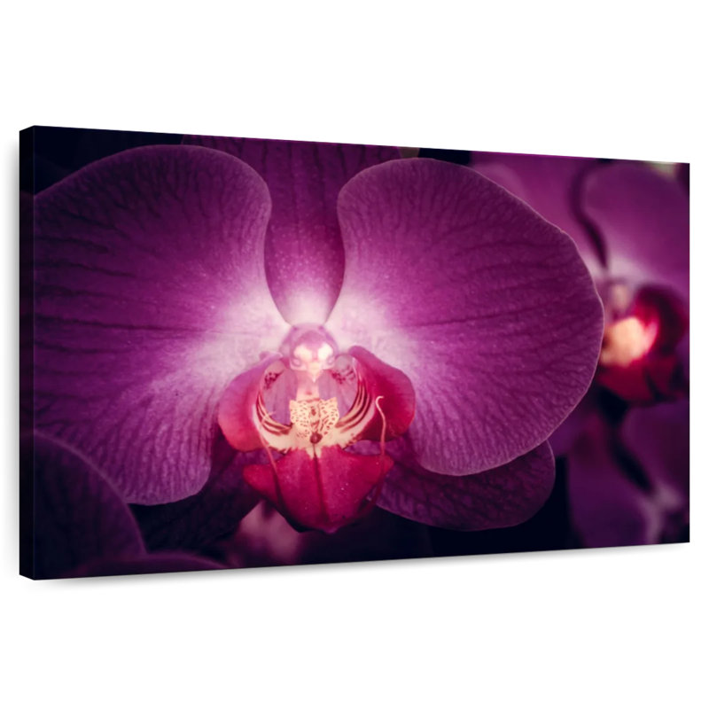 Orchidée mauve Harnek, H 8 po x l 12 po