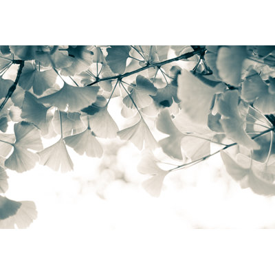 Ginkgo Leaves par Jeja