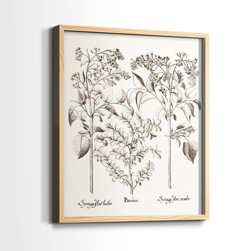 Impression encadrée sépia Besler Botanicals I-Premium - prête à être accrochée - aucun clou requis - aucun clou requis