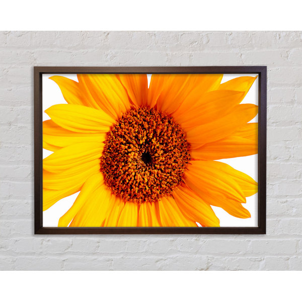 Bright Star Sunflower Petals - Single Picture Frame Art Prints on ...