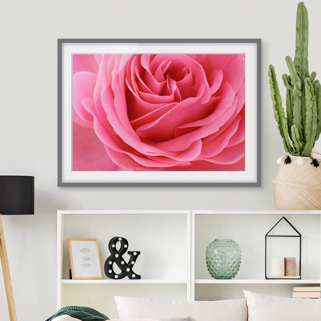 Gerahmter Grafikdruck Luscious Pink Rose