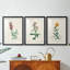 Traditional Botanical I - Impression personnalisée de qualité supérieure avec cadre mat - 3 pièces-1399434674