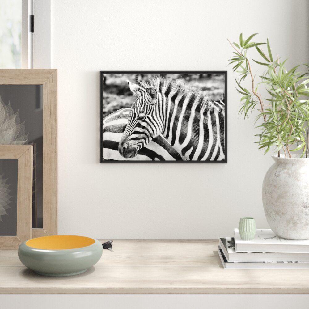 Gerahmtes Wandbild prächtiges Zebra