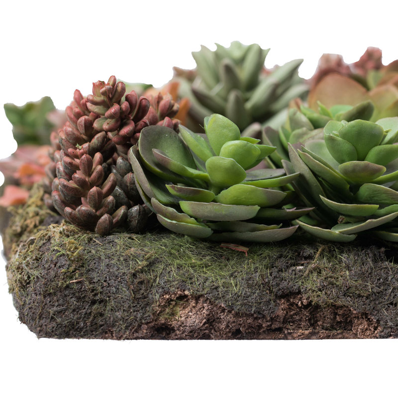 Arrangement floral succulent