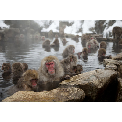 " Snow Monkeys Bathing " by Treasuredragon