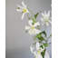 White Gloriosa Lily 41"