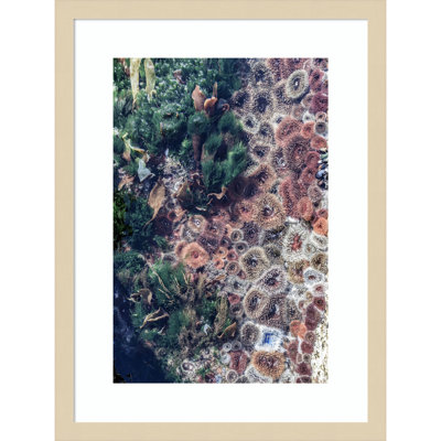 Daisey "Ocean Curiosities" Print