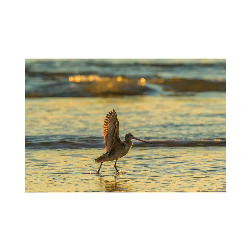 Usa, California, San Luis Obispo County. Marbled Godwit Stretches Wings At Sunset. by Jaynes Gallery - Wrapped Canvas Gallery-Wrapped Canvas Giclée